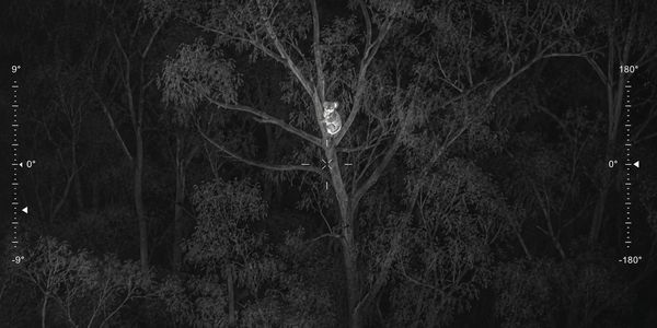 A possum clings to a tree at night in a dark forest.