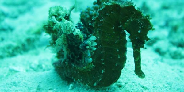 A dark-colored seahorse on the sandy ocean floor.