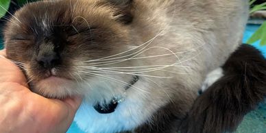 Cat grooming 