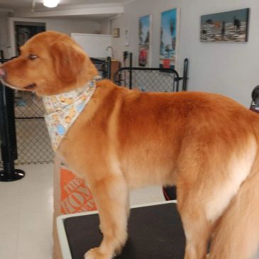 Golden retriever standing indoors with a bandana.