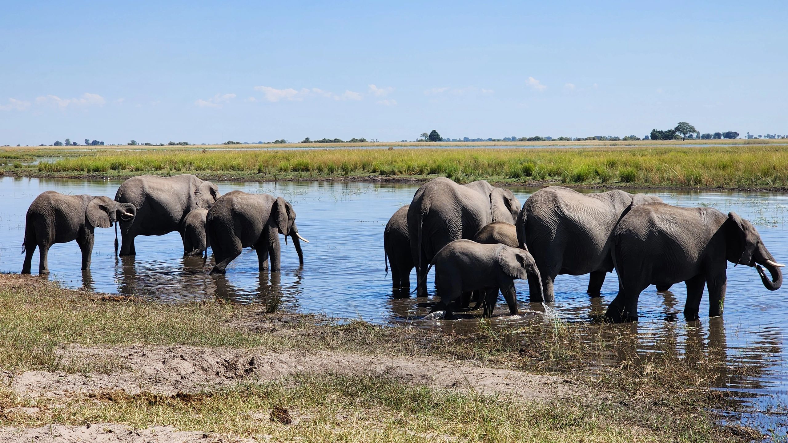 Botswana – Parc national de Chopy: safari incroyable