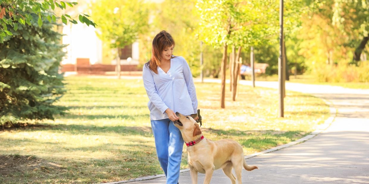 Pet & Posh Reflective Dog Collar combines safety and style with its highly reflective stripes.