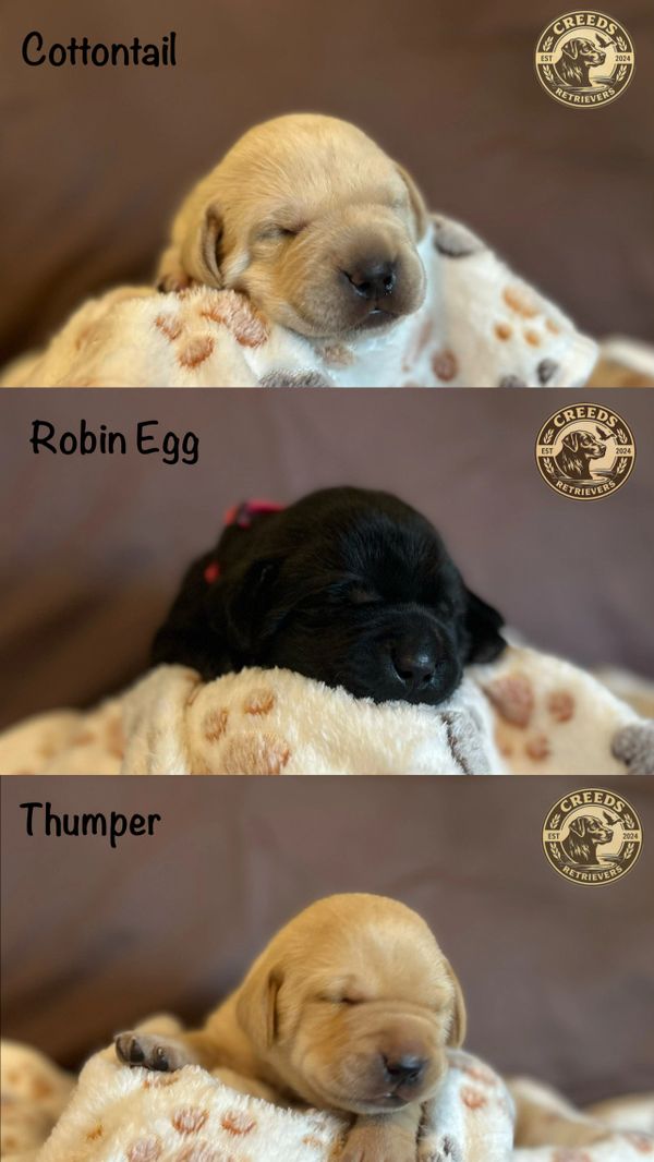 Three newborn retriever puppies named Cottontail, Robin Egg, and Thumper sleeping peacefully.