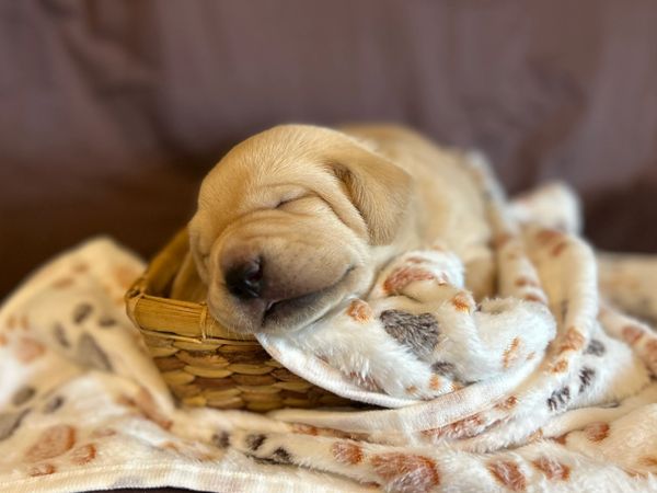 A puppy peacefully sleeping in a small basket with a soft blanket.