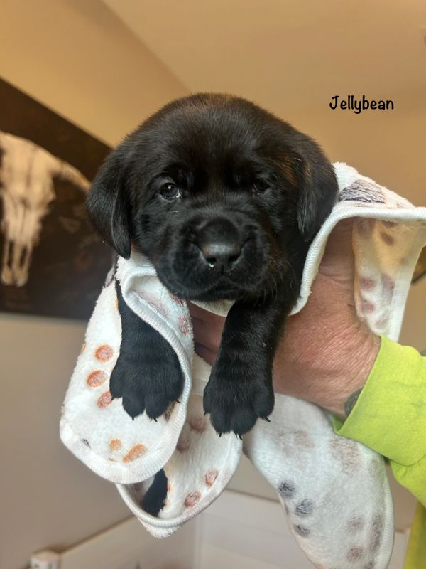 A black puppy named Jellybean wrapped in a paw-print blanket.