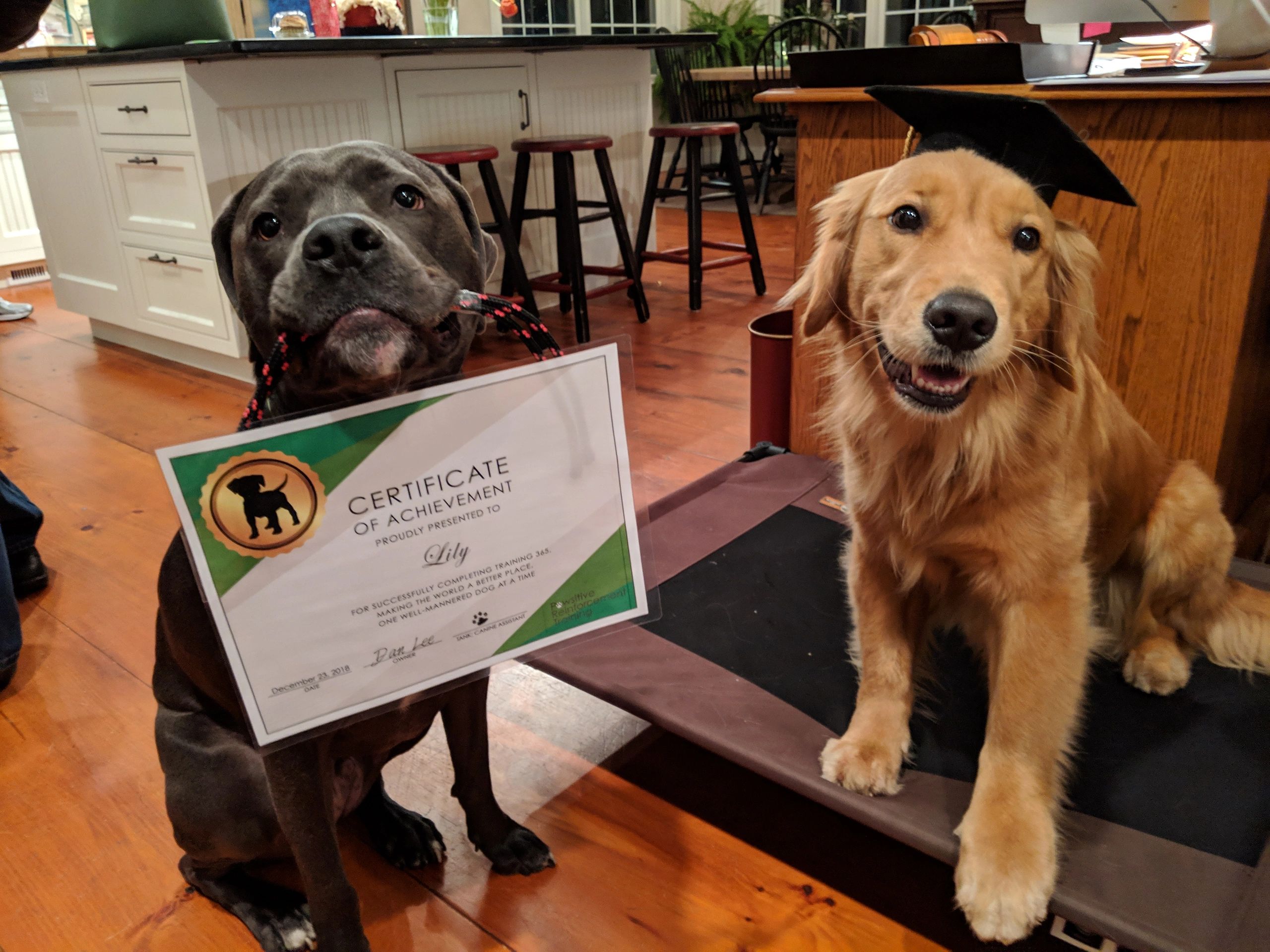 Is Board And Train Good For Dogs is-board-and-train-good-for-dogs