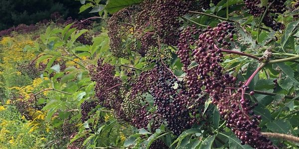 Elderberry cymes hanging on the bushes