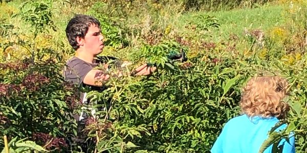 Volunteers helping pick in the elderberry patch