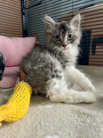 Tails, the kitten with the de-gloved tail.