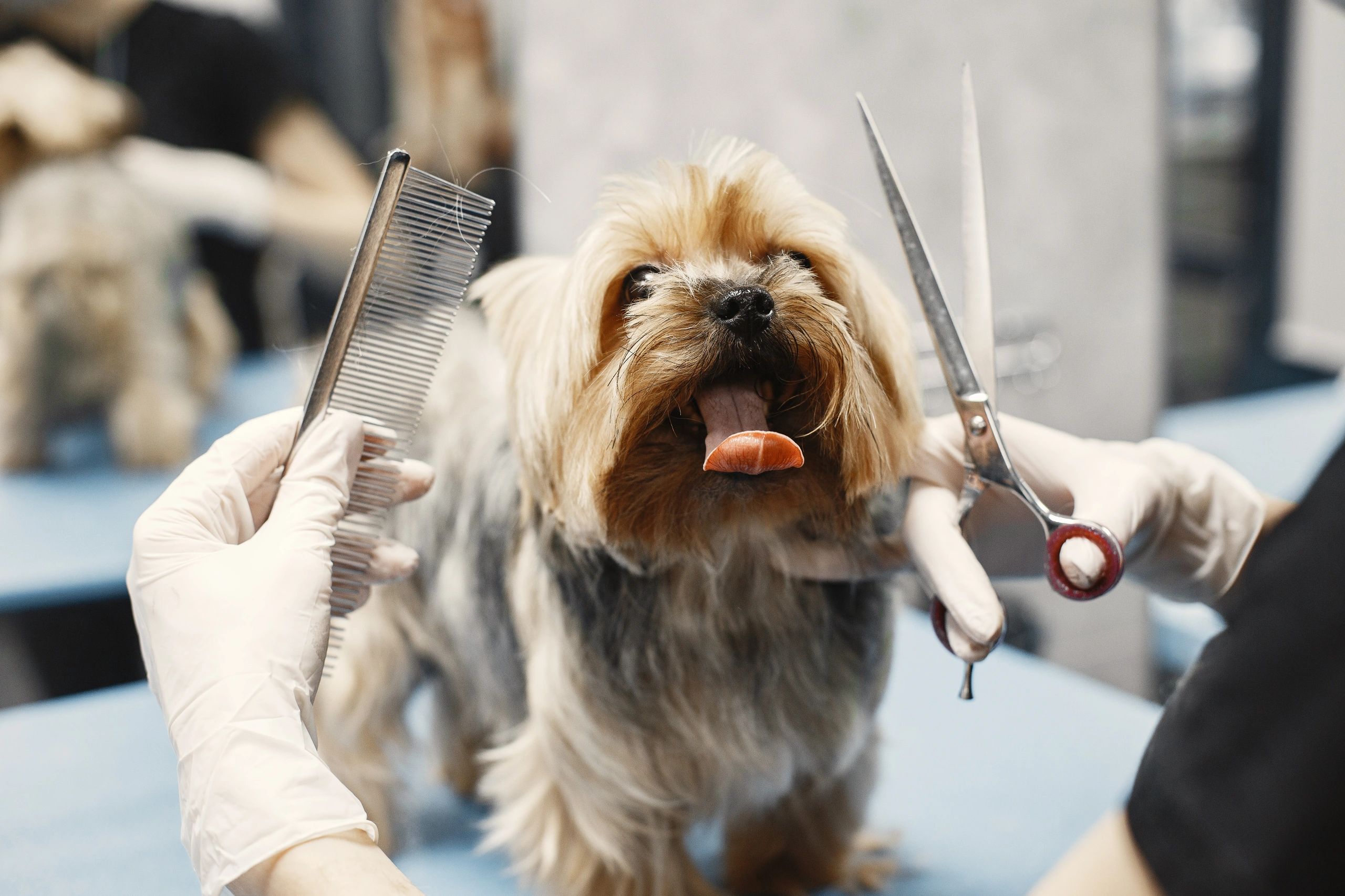 Loyal Friend Pet Grooming