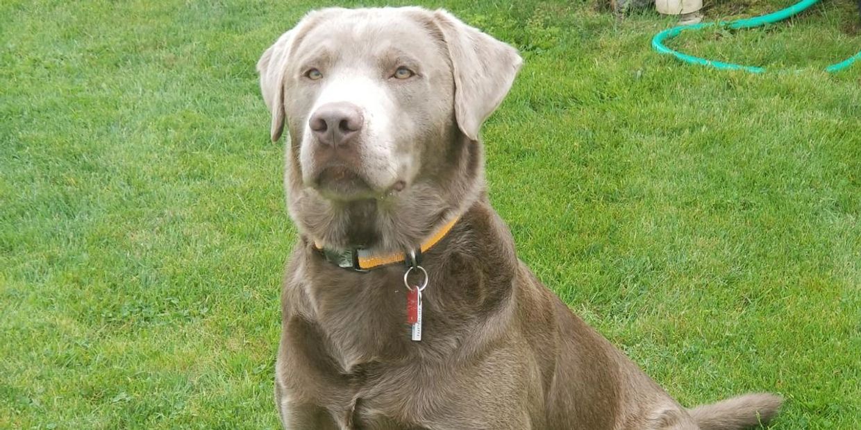 AKC Silver Labrador Stud