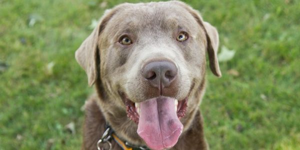 AKC Silver Labrador Stud