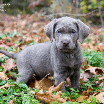 Worley S Silver Feathers Labradors