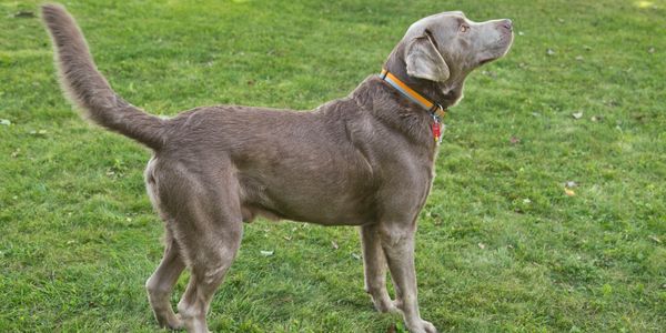 AKC Silver Labrador Stud