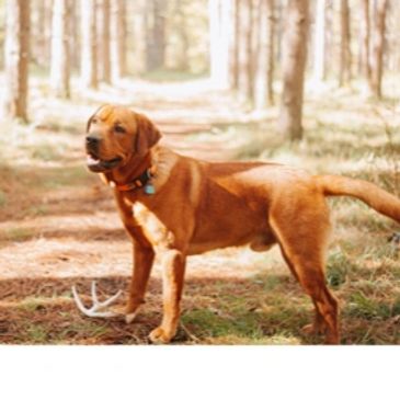 AKC Fox Red Labrador Stud
