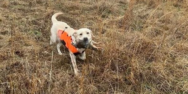 Champagne Labrador Retriever