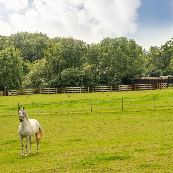 A green field with a white horse