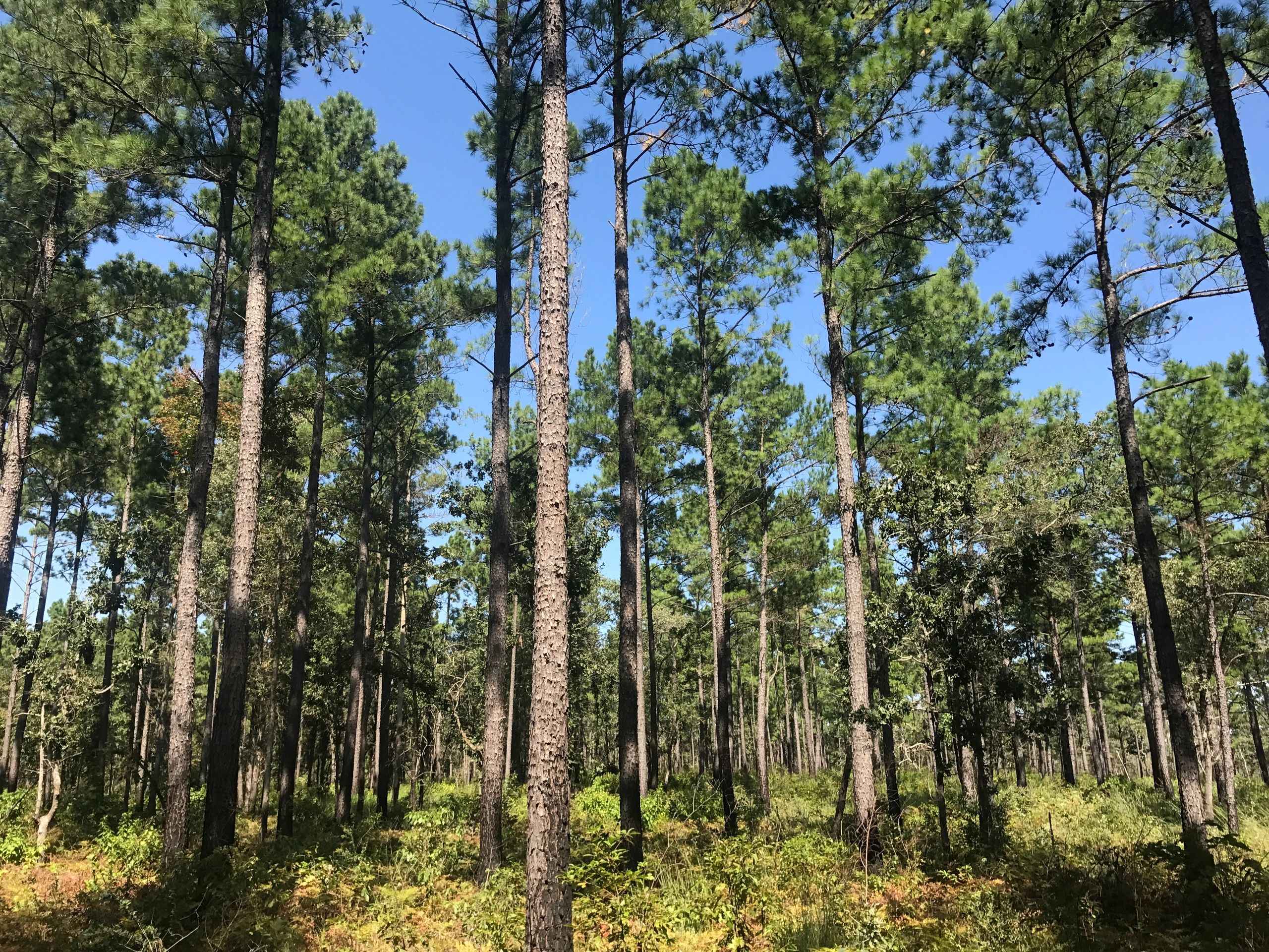 Texas Forest Services - Logging, Timber Management