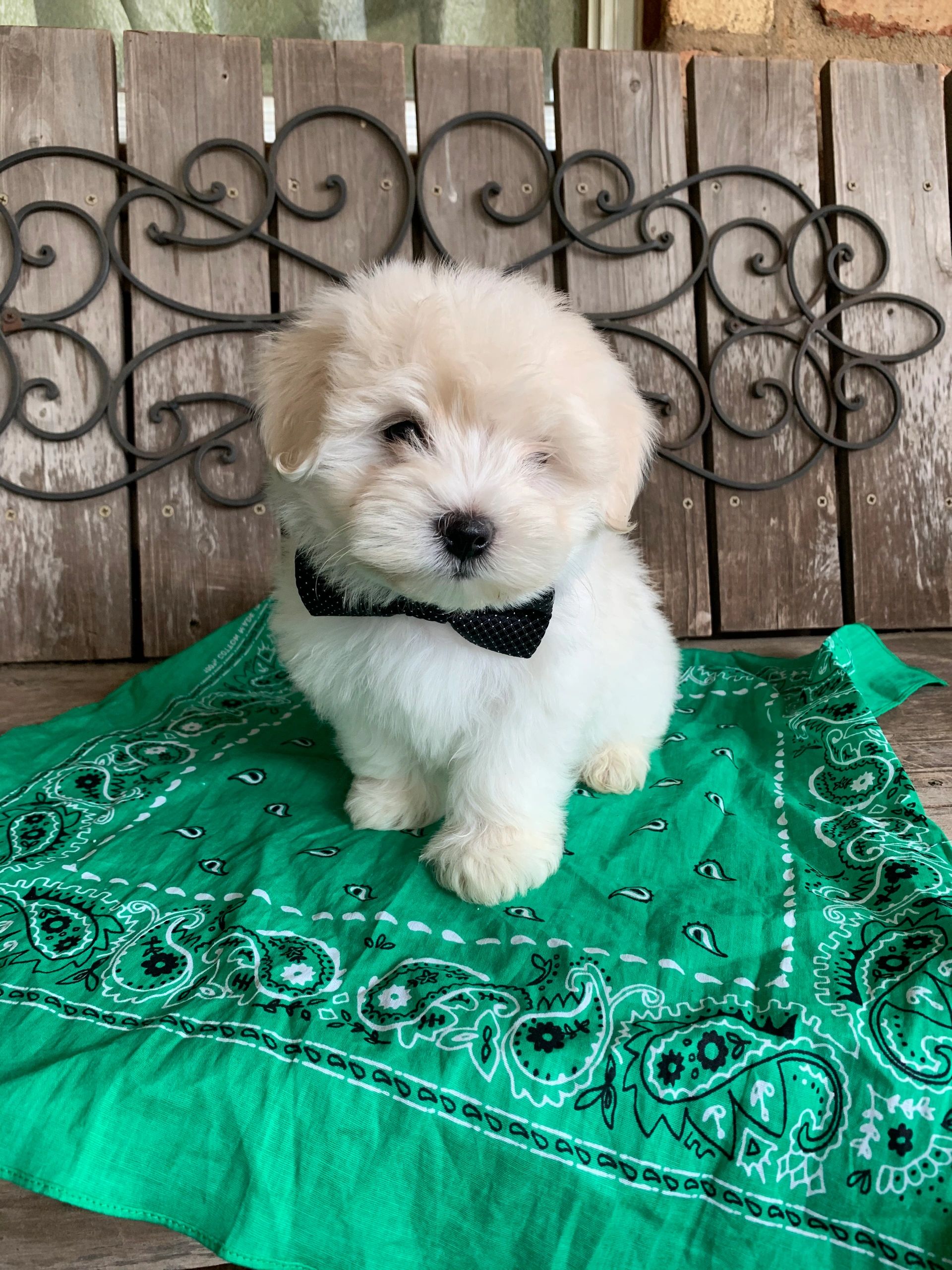 Lone Star Cotons Coton De Tulears in Texas, Coton De Tulear Puppies