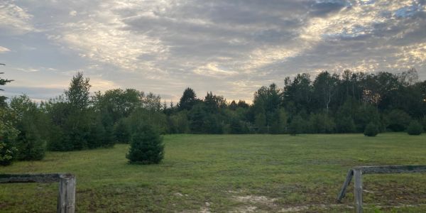 A grassy field with trees under a cloudy sky.