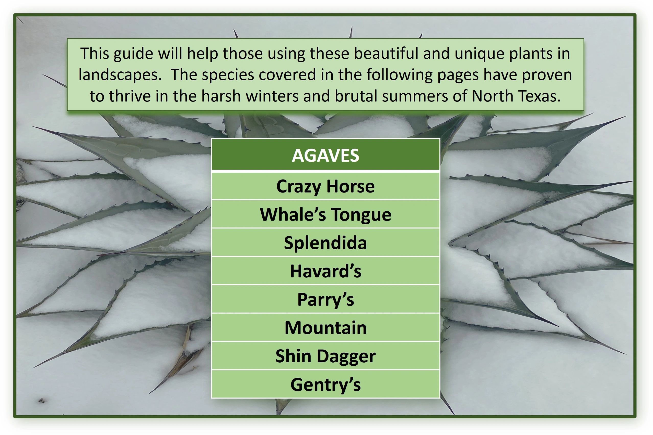 cold hardy agave menu