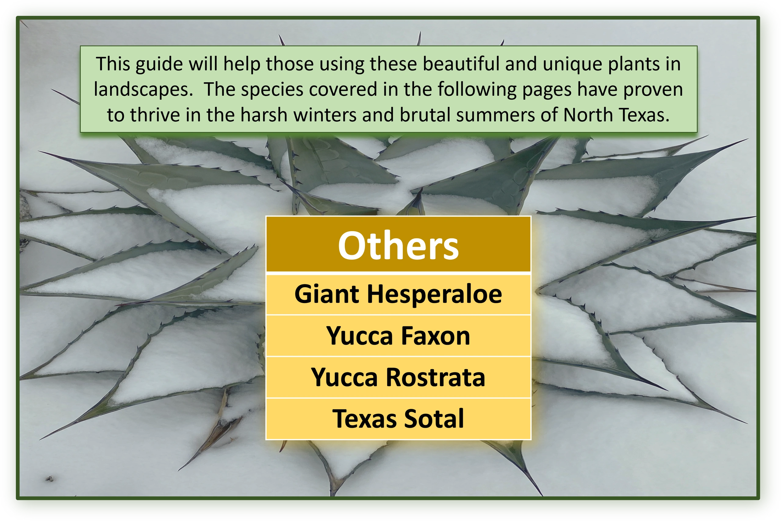 Guide for unique plants thriving in North Texas winters and summers.