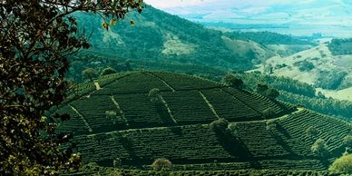 Arabica coffee plantation in Brazil.