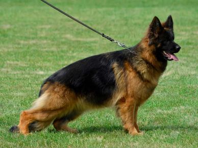 A German Shepherd dog on a leash standing on grass.