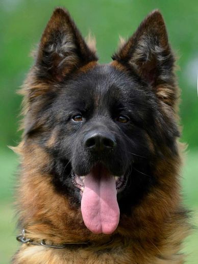 Close-up of a happy German Shepherd with tongue out.