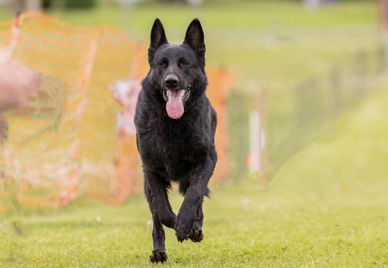 Black German Shepherd running happily on grass with tongue out.