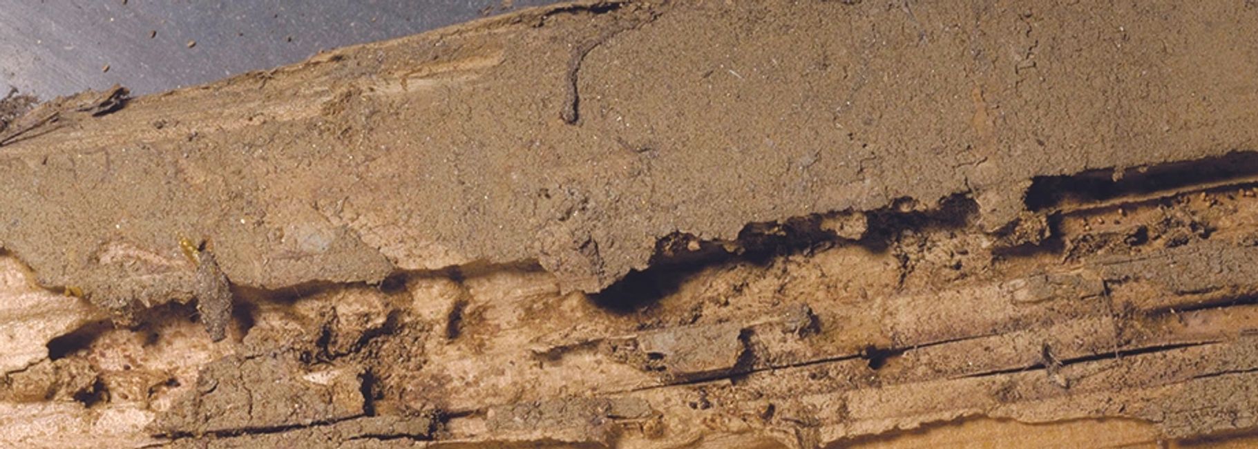 Termites Peterson Pest Control