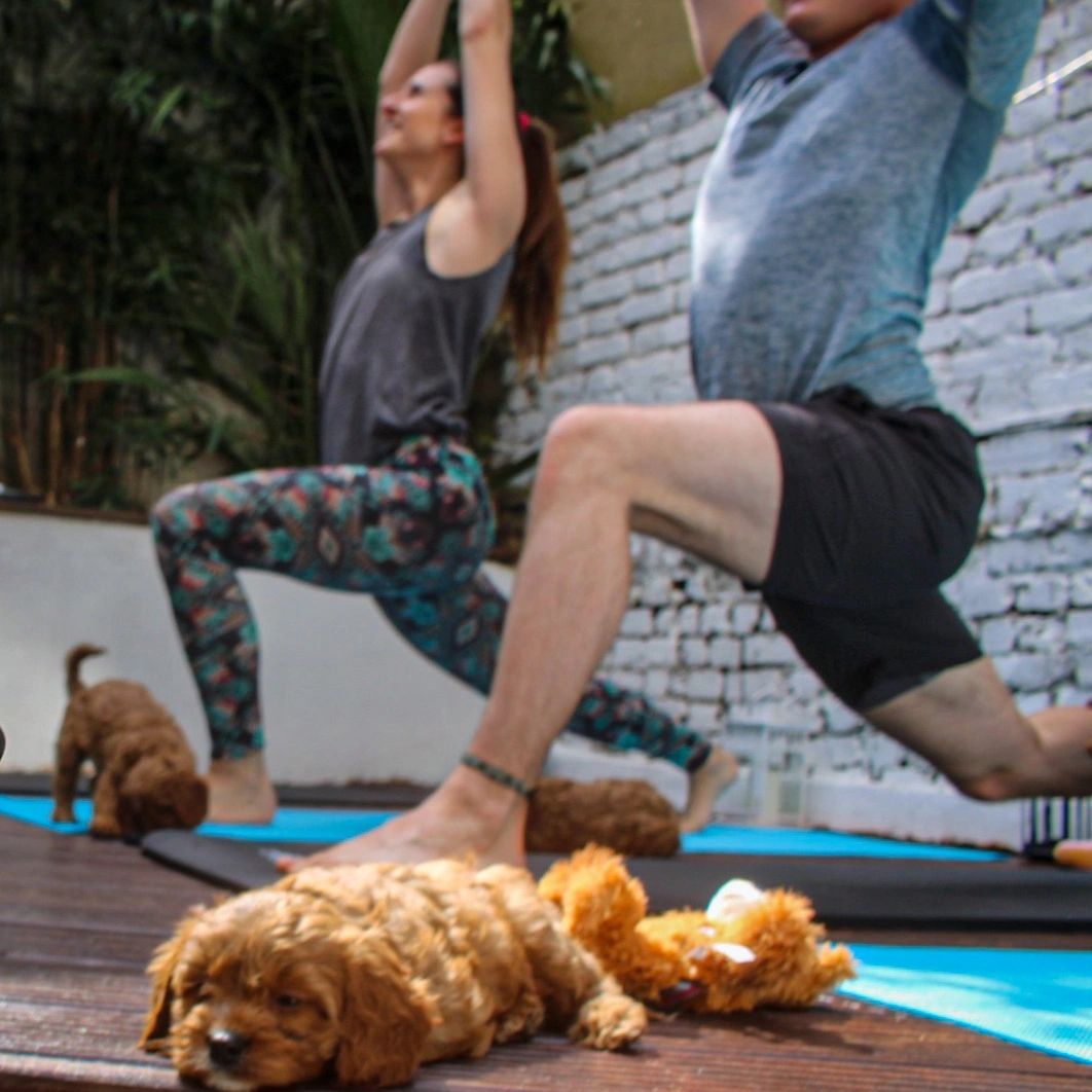 Puppy yoga in London, Hertfordshire and Coventry