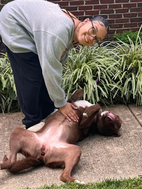 Person petting a happy dog lying on its back.