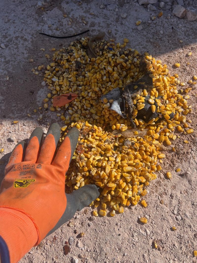 Rock debris filtered by RKO