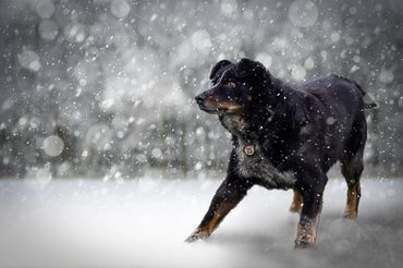Fine Art Dog Portrait
