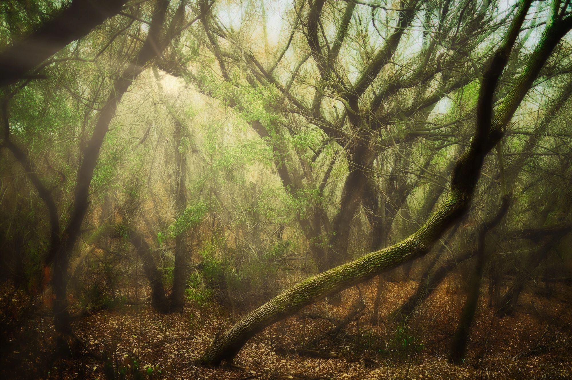 Mill Creek Ravine in Edmonton, Fine Art forest photography