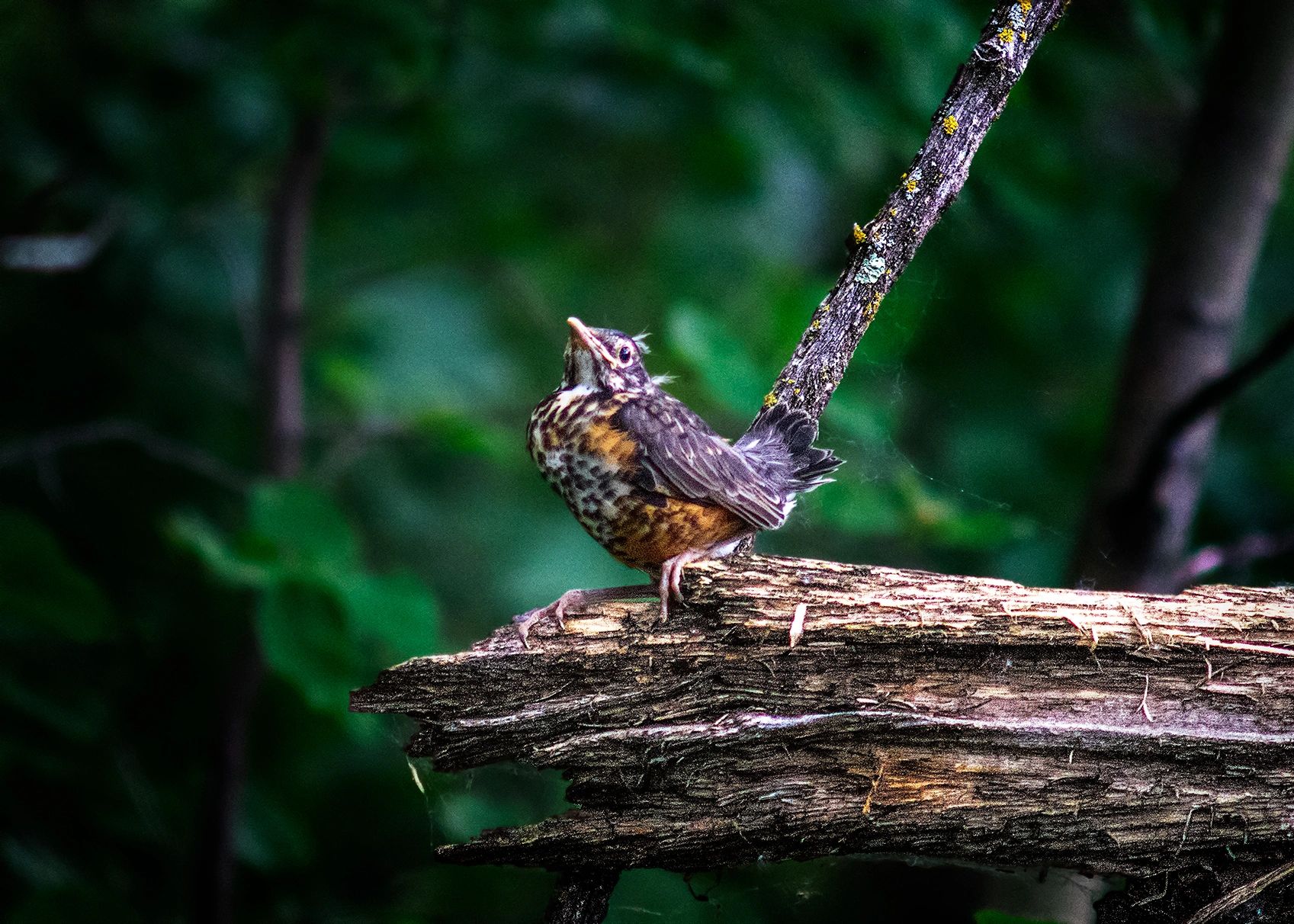 Young Robin on first flight