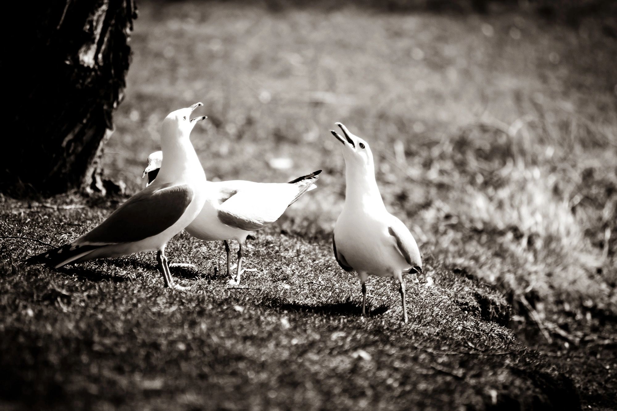 Seagulls fighting