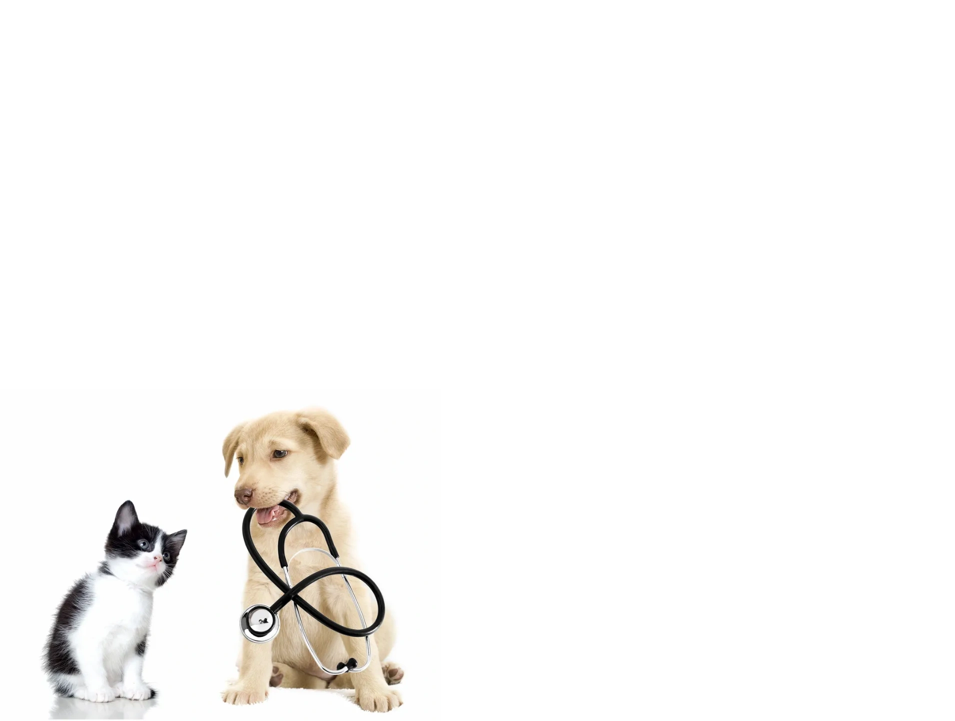 All 4 Paws Pet Care LLC