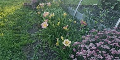 buy fresh flowers at bloomfield meadows farm near columbus ohio