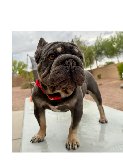 FRENCH BULLDOG STUD BIG ROPE CARRIES CREAM CHOCOLATE AND COCO