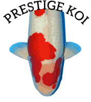 Prestige koi