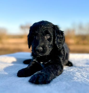 Golden mountain doodle golden bernedoodle puppy 