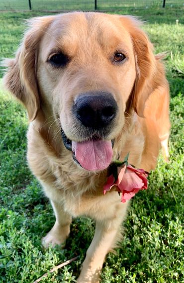 Golden Retriever 