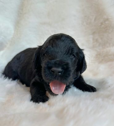 Goldendoodle puppy 