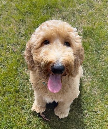 Goldendoodle Miryn 