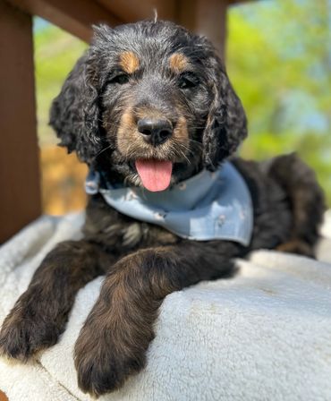 Golden mountain doodle golden Bernedoodle puppy