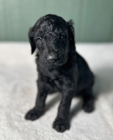 Goldendoodle puppy golden doodle 