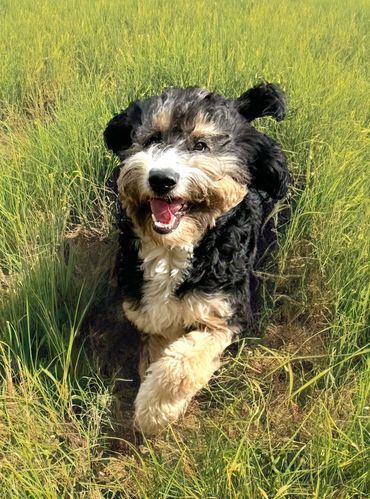 Golden bernedoodle Bernedoodle golden mountain doodle 
