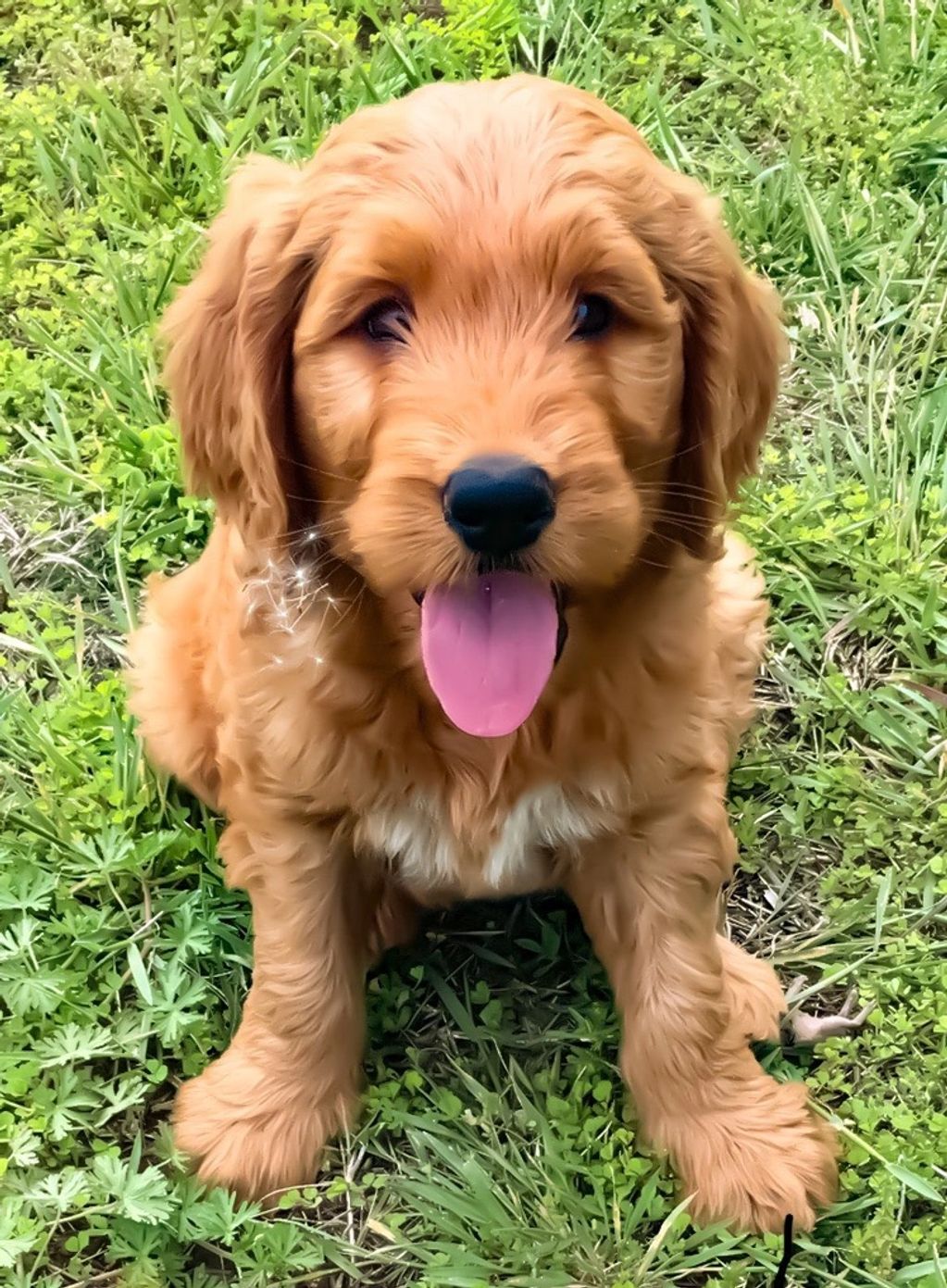 Golden Ridge Goldens Goldendoodle, Puppies, Golden Retriever